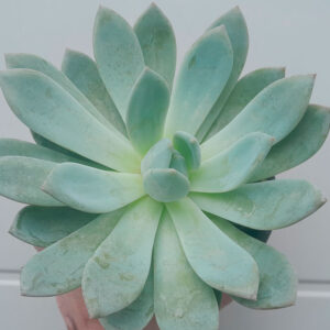 Echeveria Gilva x Laui