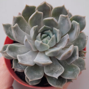 Echeveria Mary Bell