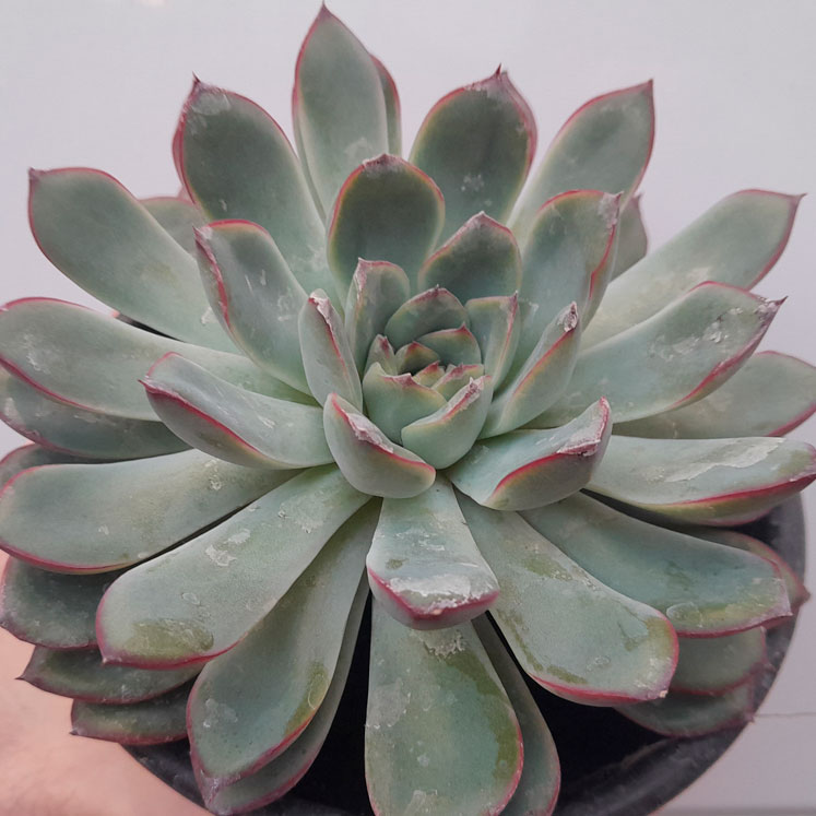 Echeveria Pink Line