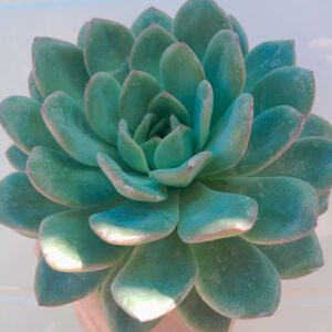 Echeveria Premera