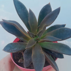 Echeveria Serrana