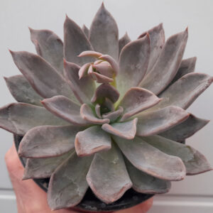 Echeveria Silver Queen