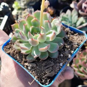 Echeveria Zaragoza Edge