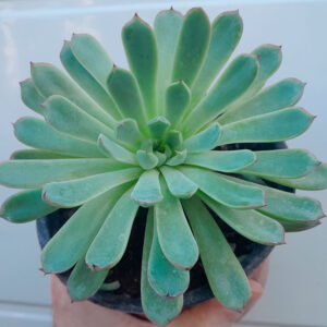 Echeveria Zaragoza Edge