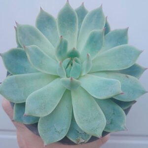 Echeveria parva x lindsayana