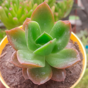 echeveria salsa verde