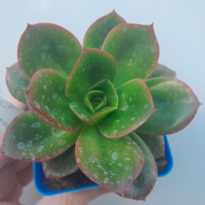 Echeveria Salsa verde