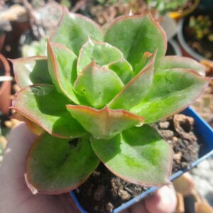 Echeveria Salsa verde