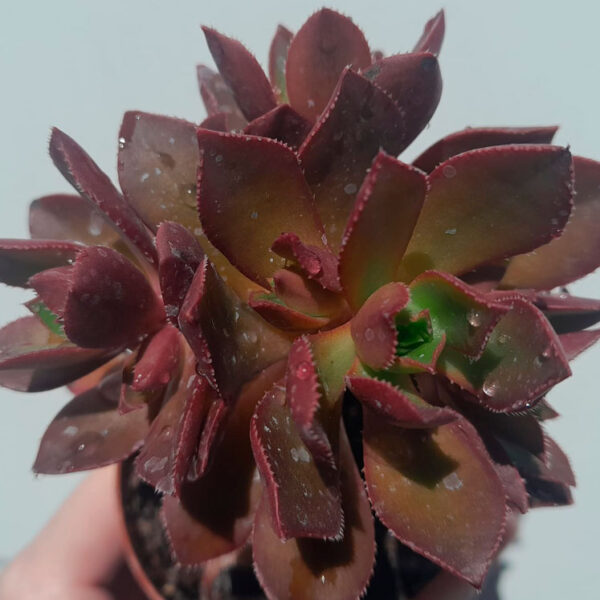 Aeonium decorum