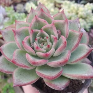 Echeveria Floridity