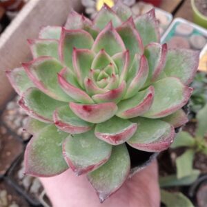 Echeveria Floridity