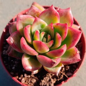 Echeveria Floridity