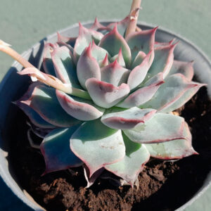 Echeveria Pink Tips