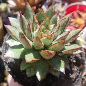 Echeveria Purpusorum
