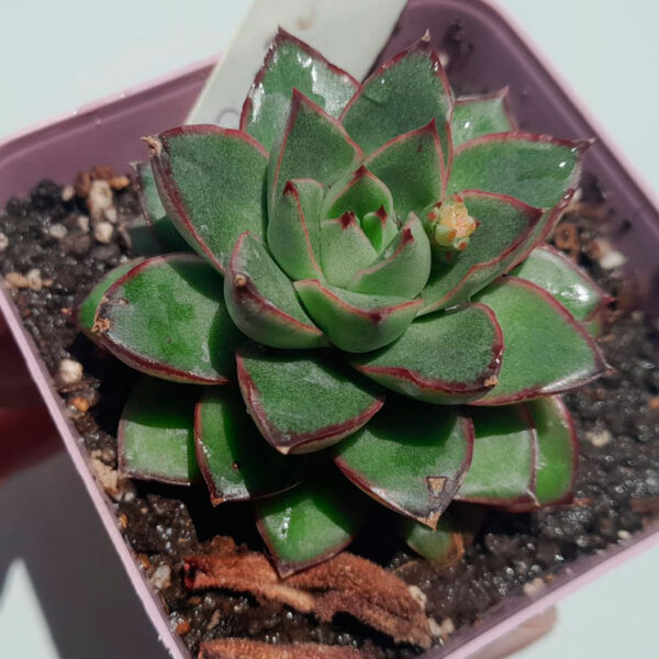 Echeveria Purpusorum