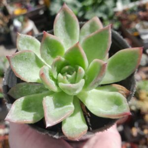 Echeveria Floridity