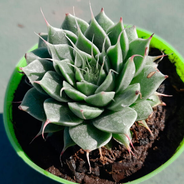 Graptoveria Silver Star