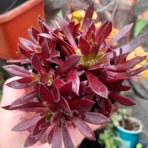 Aeonium Firecracker