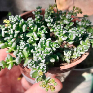 Crassula corallina