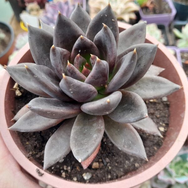 Echeveria Affinis