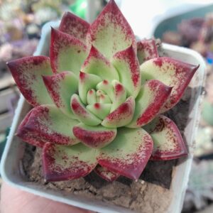 Echeveria Agavoides Honey Pink