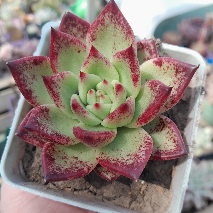 Echeveria Agavoides Honey Pink