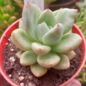 Echeveria Avocado Cream