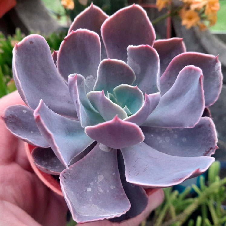 Echeveria Belén