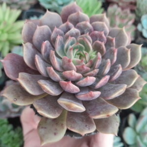 Echeveria Cosmos