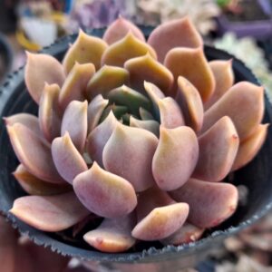 Echeveria Cosmos (ex Pluto)