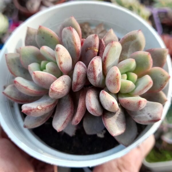 Echeveria Jelly jam