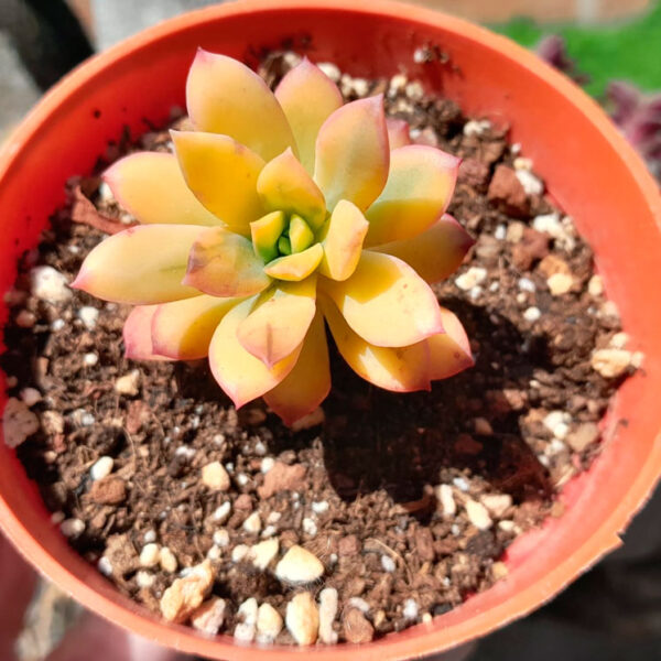 Echeveria Minibelle variegada