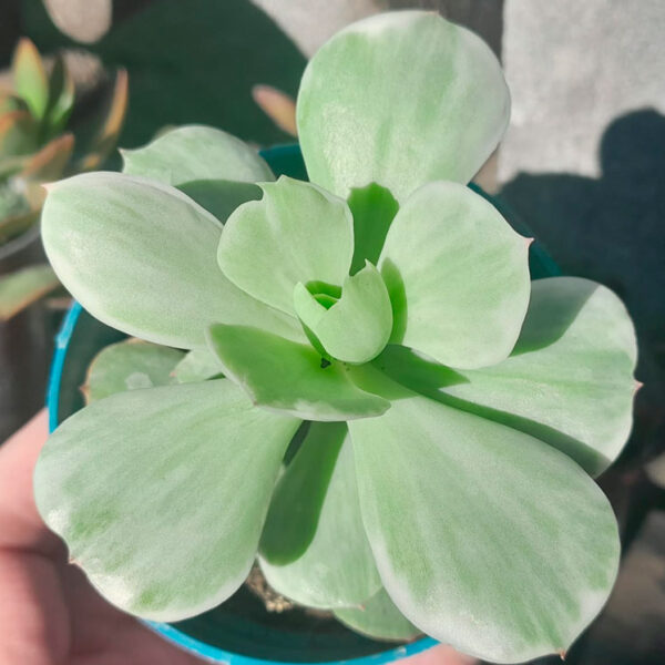 Echeveria Momoca variegada