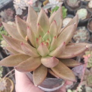 Echeveria Psyche