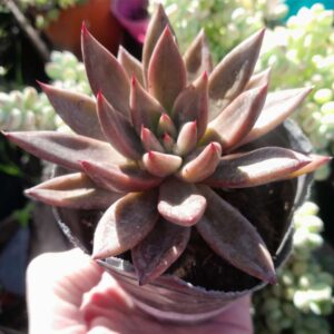 Echeveria Psyche