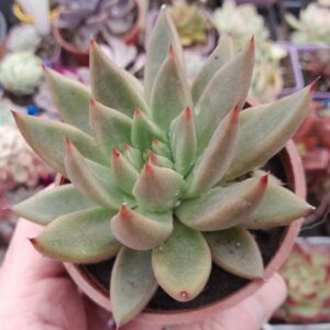 Echeveria Psyche