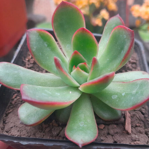 Echeveria Puli-lindsayana