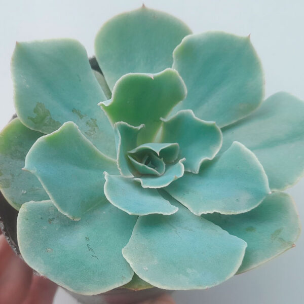 Echeveria cielo