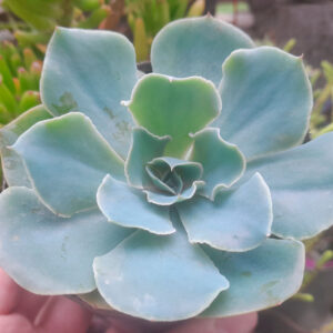 Echeveria cielo