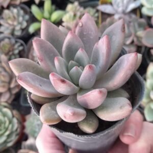 Graptoveria Ruby Donna