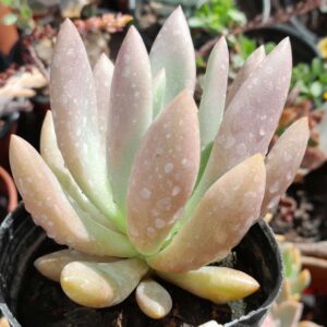 Graptoveria Ruby Donna