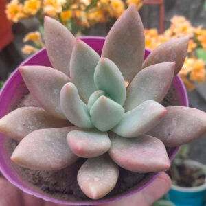 Graptoveria Ruby Donna