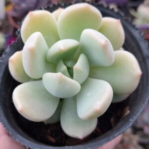 Graptoveria a grim one