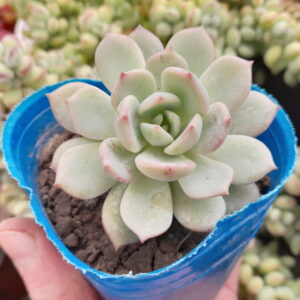 Graptoveria a grim one