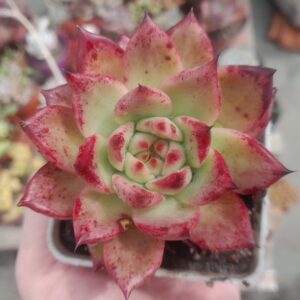 Echeveria Agavoides Honey Pink