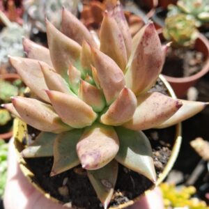 Echeveria Psyche