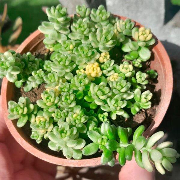 Sedum Orizifolium Variegata