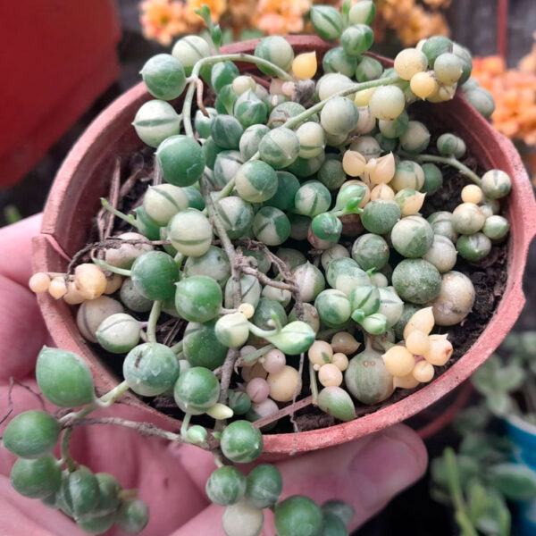 Senecio rowleyanus variegado