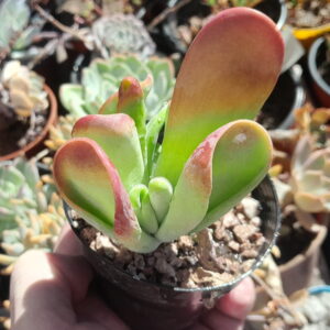 Kalanchoe oricula lady fingers