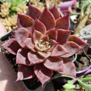Echeveria Diffractens X Romeo